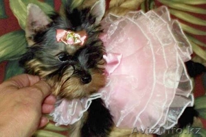 Йоркширский терьер,  дворец Школьников  #325725