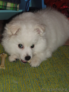 продам щенков белого немецкого шпица #335111
