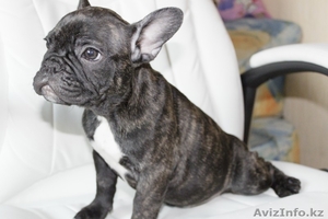 Французские бульдоги Щенки #307244