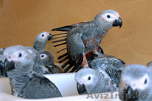 Жако птенцы на продажу #337086