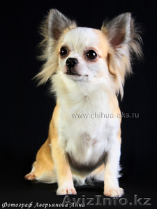  СРОЧНО Продам чихуахуа длинношерстую  #317014