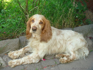 ищу собаку для вязки #313562