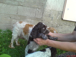 Коричнево-пегая спаниелька #328023