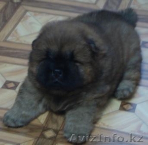 Продам очаровательных щенков породы Чау-Чау #315594