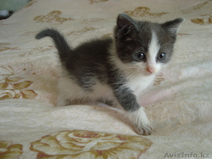 Они прелесть!!!!мы за них в ответе!! #334500