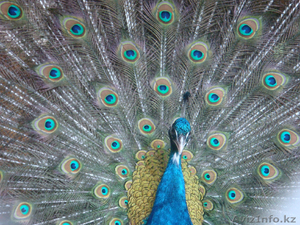 ИНДИЙСКИЕ ПАВЛИНЫ #333799