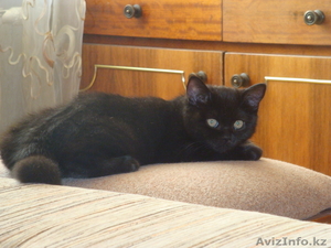 Кошка Британская!!! #318902