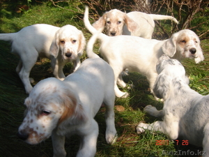Продаются щенки английского сеттера от рабочиз производителей #334971