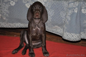 Курцхаар, продам щенков #323700