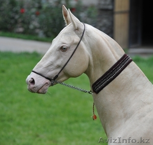 Лошади ахалтекинской породы #331931