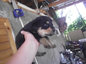 Щенки!Отличные сторожевые собаки #312893