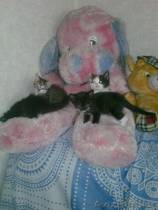 ОТДАМ ХОРОШЕНЬКИХ КОТЯТ! #323383