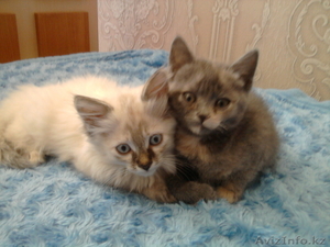 отдам кошечек в хорошие руки #311986