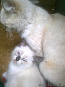 Отдам котенка в хорошие руки! #326807