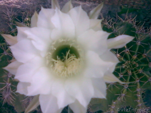 ДЕКАРАТИВНЫЕ ЦВЕТЫ #331128