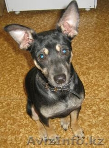 Отдам собаку (пинчер) в хорошие руки. #327866