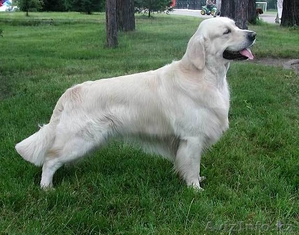 Продаются щенки голден ретривера #324120