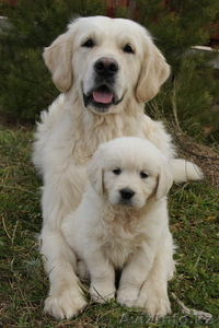 Продаются щенки голден ретривера от титулованных родителей #312206