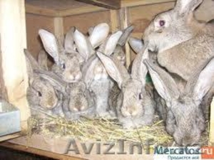 кролики(великаны) #335112