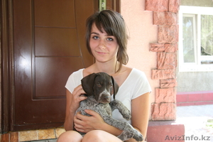 продам щенка курцхаара #334484