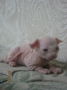 Продам котика канадского сфинкса #332579