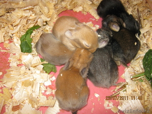 Продаю маленьких декоративных кроликов! #332779