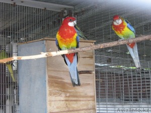 ПЁСТРАЯ РОЗЕЛЛА #315819