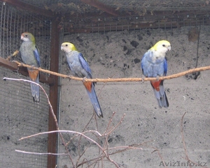 БЛЕДНОГОЛОВАЯ РОЗЕЛЛА #315836