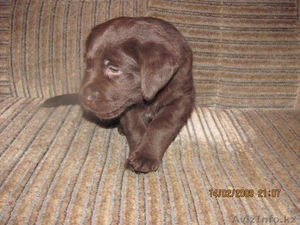 Продаётся щенок лабрадора ретривера  #321171