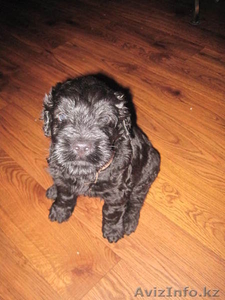  русский чёрный терьер,  щенки #326451