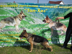 Продам щенков немецокй овчарки! #318006
