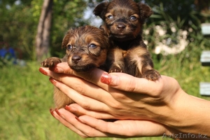 продам щенков русского той-терьера. #332643