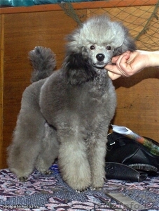 Продам щенков серебристого миниатюрного пуделя #329131