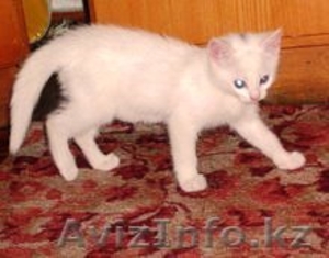 Даром хороший друг! #335532