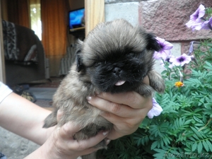 Продам щенков пекинеса #312230