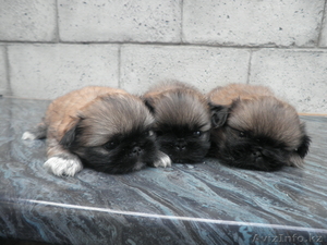 C родословной шенки пекинеса #331650