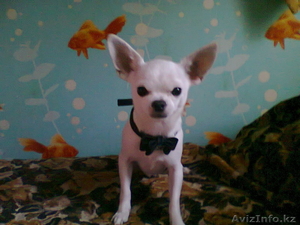 Чихуахуа для вязки #318834