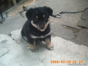 Ищу заботливого хозяина #337727