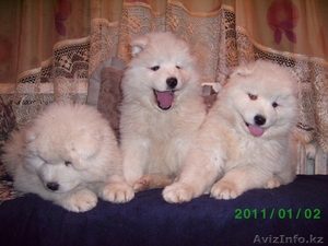 Щенки Самоедской лайки (пушистенький) #338074