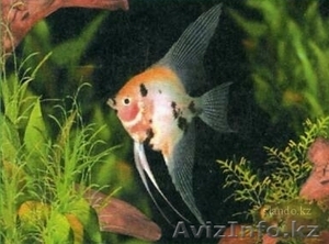 Продажа аквариумных рыбок #316699