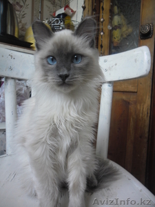 Отдам бирманского котёнка. #336855