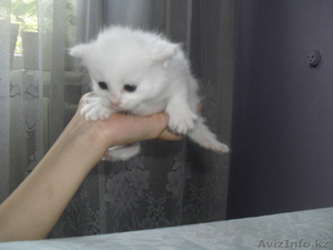 Котята турецкая ангора #336171