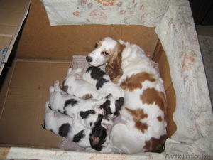щенки  Русского спаниеля #331405