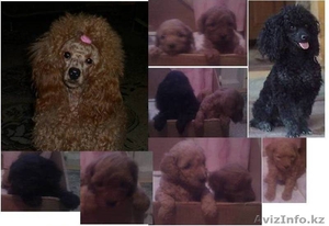 Щенки карликового пуделя #329735