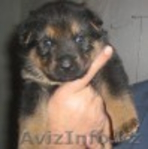 щенят,  продам породы немецкой овчарки  #318265