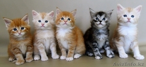      Питомник Мейн-кунов KIRBEAUTYCOON  #312675