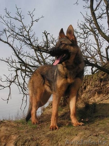 Дрессировка собак #341019