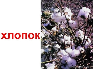 Продам Хлопок (Аскер) #364716