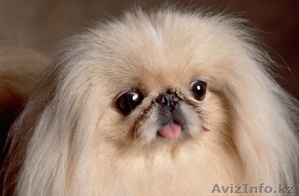 продам щенка породы пекинес #357150