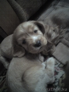 продам щенков английского кокер спаниеля #344489